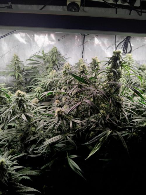 White Widow Seedsman Regular. Week 13