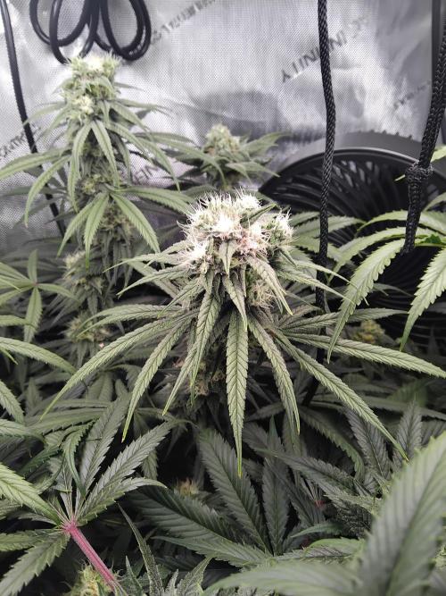 White Widow Seedsman Regular. Week 13 - Light bleaching on the budsites.