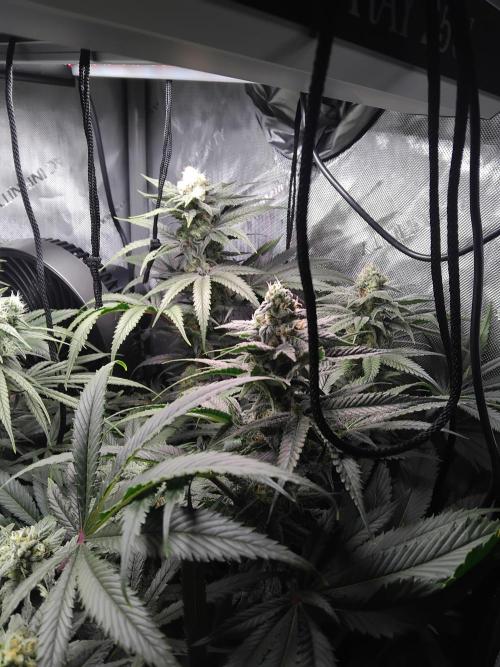 420 Fastbuds - Mystery plant from 5pack.. Week 11