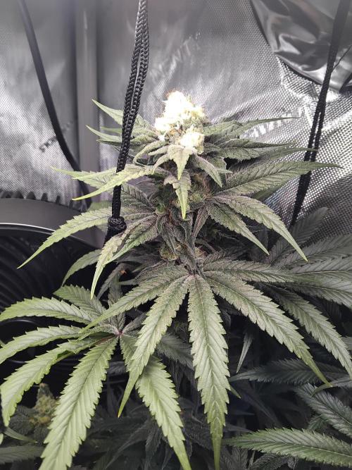 420 Fastbuds - Mystery plant from 5pack.. Week 11 - Light bleached budsite.