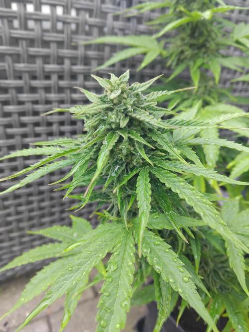 Royal Queen Seeds - Milky Way F1 Auto. Week 11 - Right after it rained.
