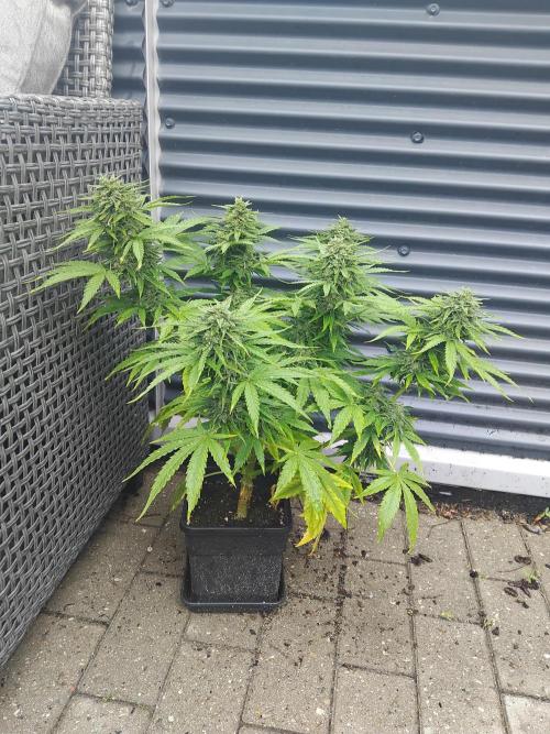 Milky Way F1. Week 11