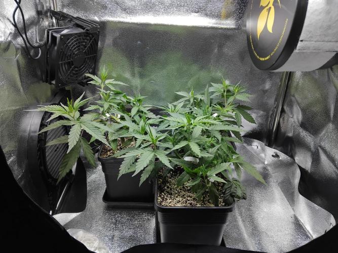 Seedsman White widow reg. female clone. Week 6