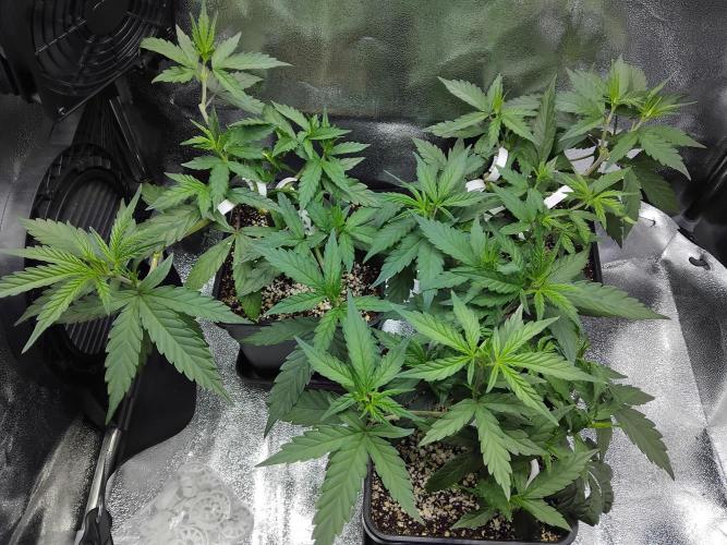 White Widow Regular. Week 6