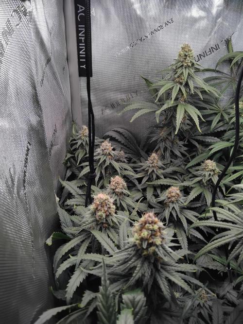 Barneys Farm - O.G Kush feminized. Week 12