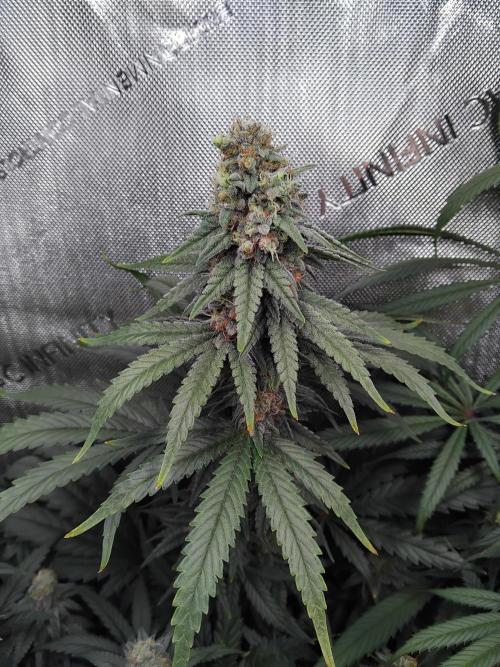 Barneys Farm - O.G Kush feminized. Week 12