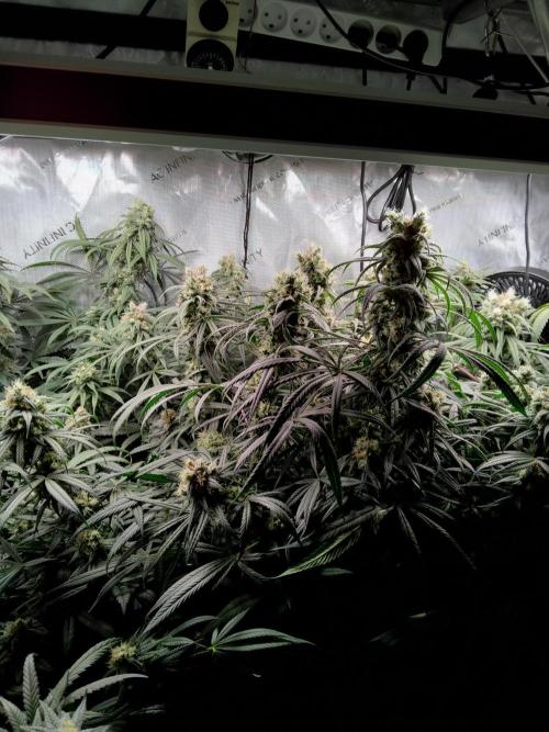 White Widow Seedsman Regular. Week 14