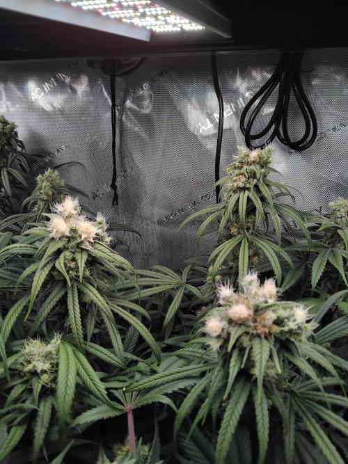 White Widow Seedsman Regular. Week 14