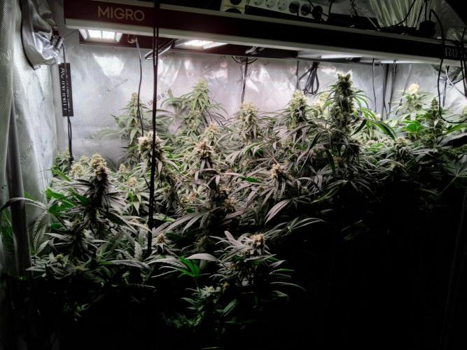 420 Fastbuds - Mystery plant from 5pack.. Week 12