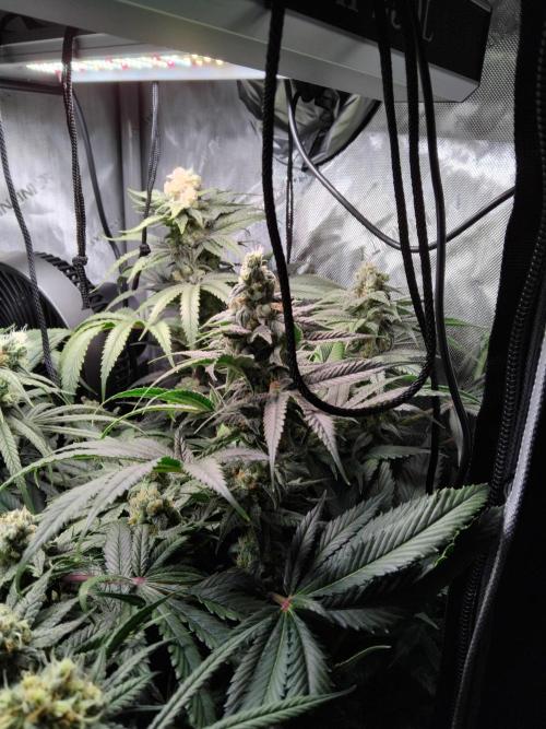 420 Fastbuds - Mystery plant from 5pack.. Week 12