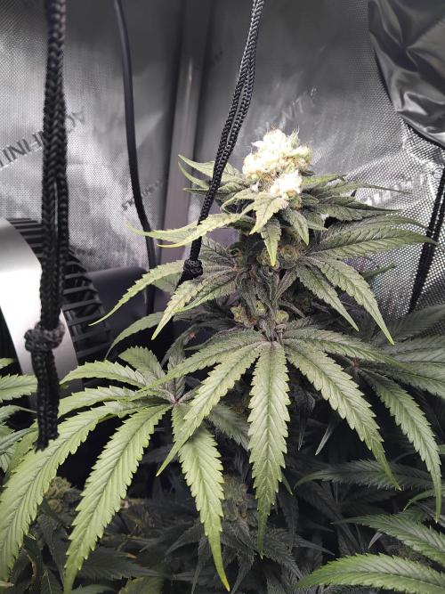 420 Fastbuds - Mystery plant from 5pack.. Week 12