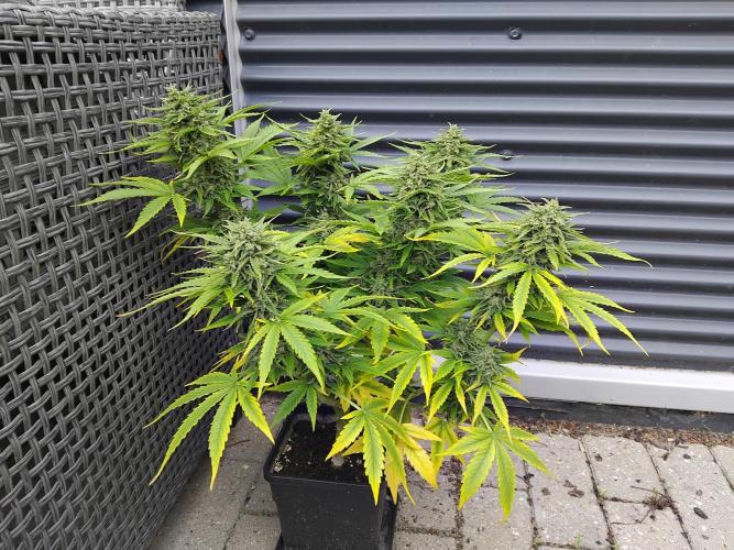 Royal Queen Seeds - Milky Way F1 Auto. Week 12
