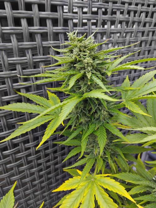 Royal Queen Seeds - Milky Way F1 Auto. Week 12
