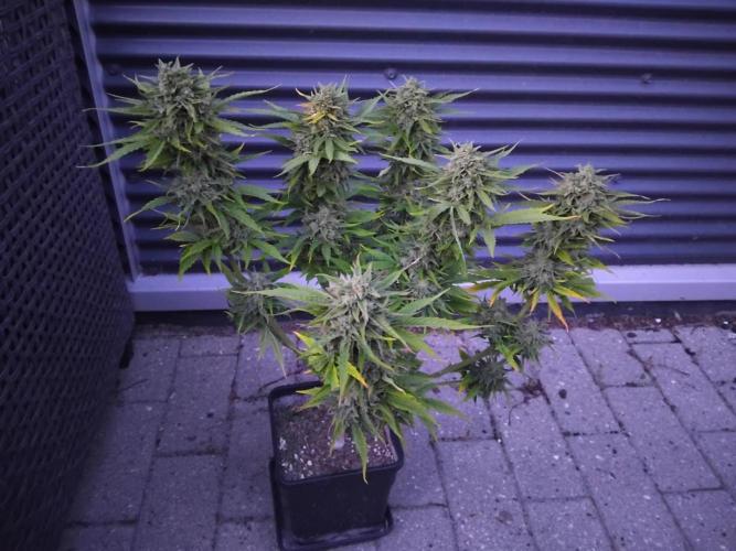 Royal Queen Seeds - Milky Way F1 Auto. Week 13