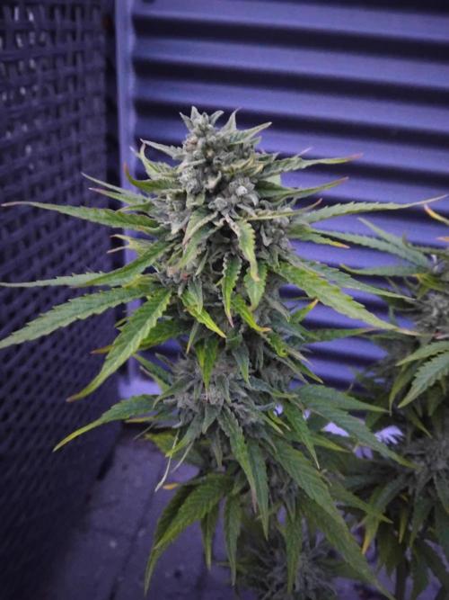 Royal Queen Seeds - Milky Way F1 Auto. Week 13