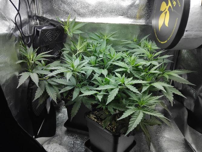Seedsman White widow reg. female clone. Week 7 - Friday before trim.