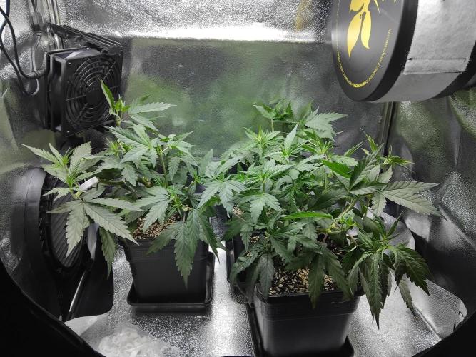 Seedsman White widow reg. female clone. Week 7 - Friday after trim.