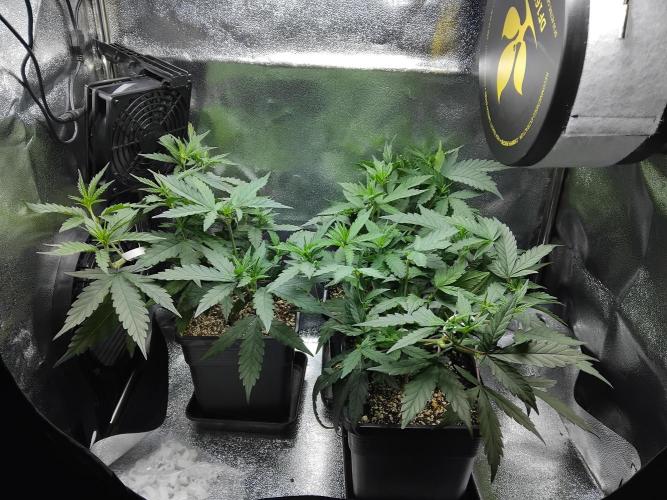 Seedsman White widow reg. female clone. Week 7 - Sunday.