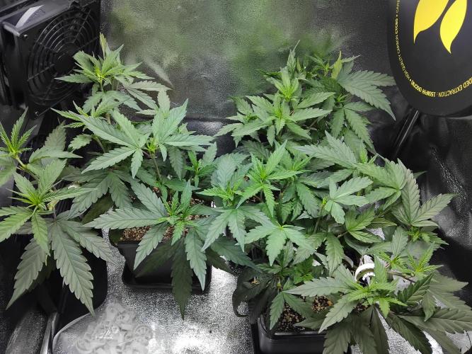 White Widow Regular. Week 7
