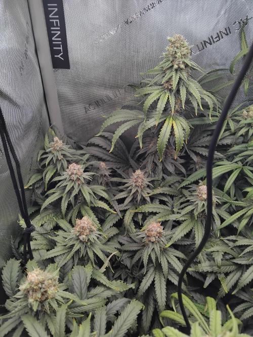 Barneys Farm - O.G Kush feminized. Week 13