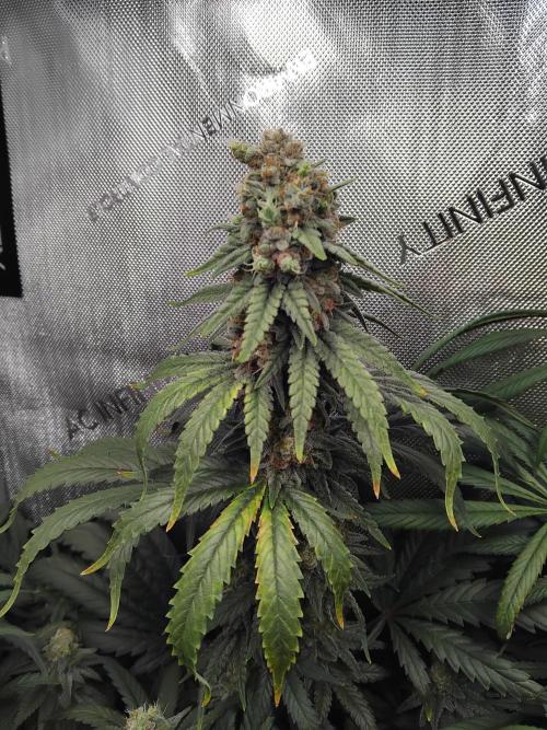 Barneys Farm - O.G Kush feminized. Week 13