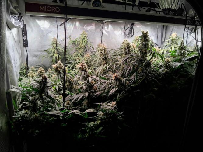 White Widow Seedsman Regular. Week 15