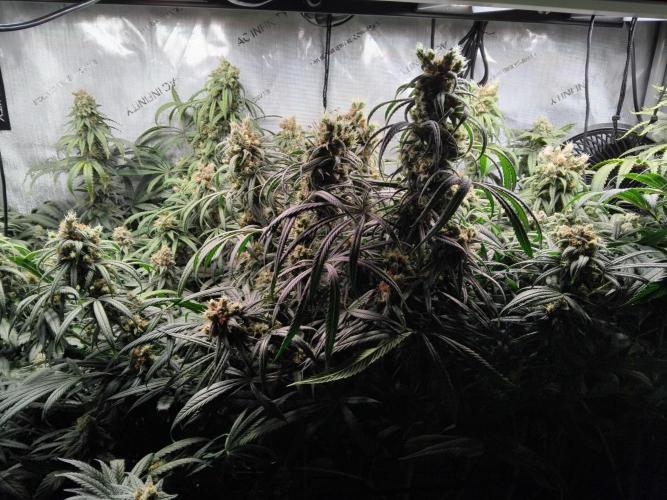 White Widow Seedsman Regular. Week 15