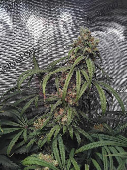 White Widow Seedsman Regular. Week 15