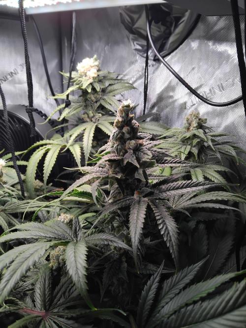 420 Fastbuds - Mystery plant from 5pack.. Week 13