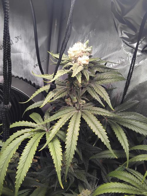 420 Fastbuds - Mystery plant from 5pack.. Week 13