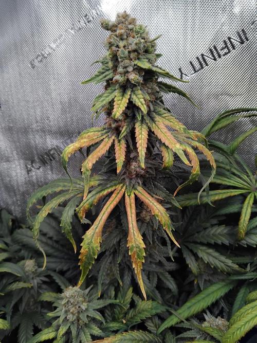 Barneys Farm - O.G Kush feminized. Week 14