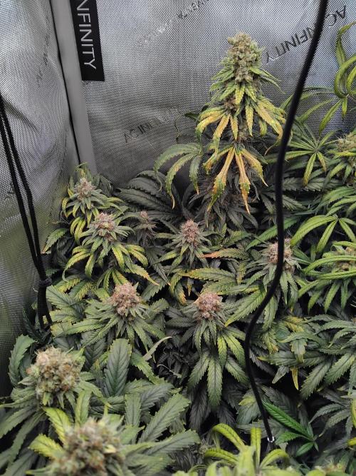 OG Kush. Week 14