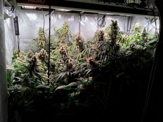 White Widow Seedsman Regular. Week 16