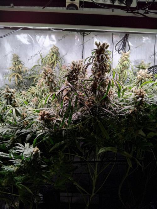 White Widow Seedsman Regular. Week 16