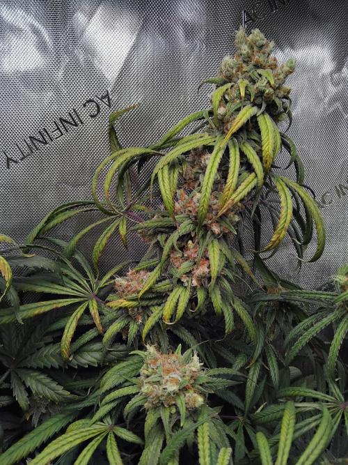 White Widow Seedsman Regular. Week 16