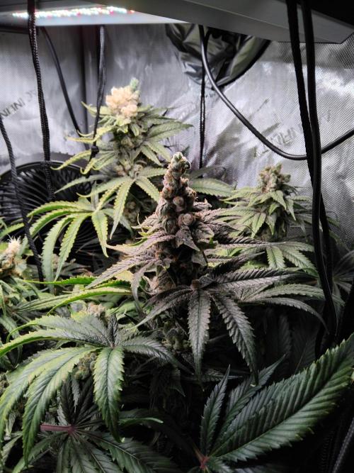 420 Fastbuds - Mystery plant from 5pack.. Week 14