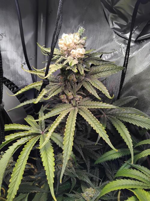 420 Fastbuds - Mystery plant from 5pack.. Week 14