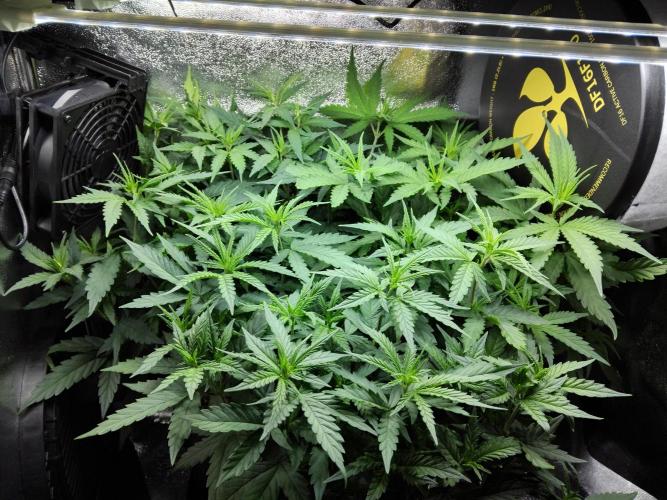 Seedsman White widow reg. female clone. Week 8