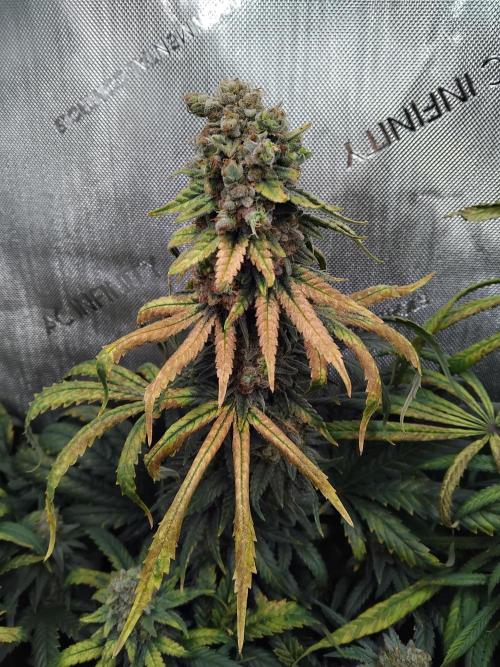 Barneys Farm - O.G Kush feminized. Week 15