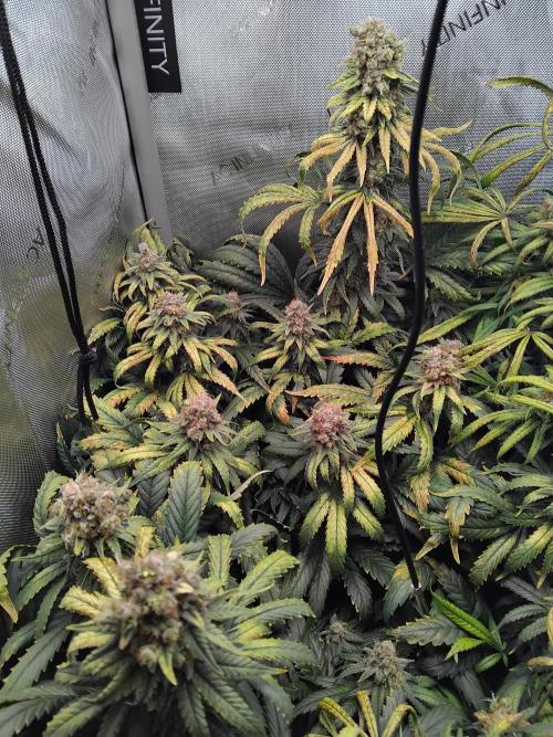 OG Kush. Week 15