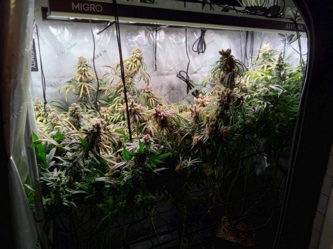 White Widow Seedsman Regular. Week 17