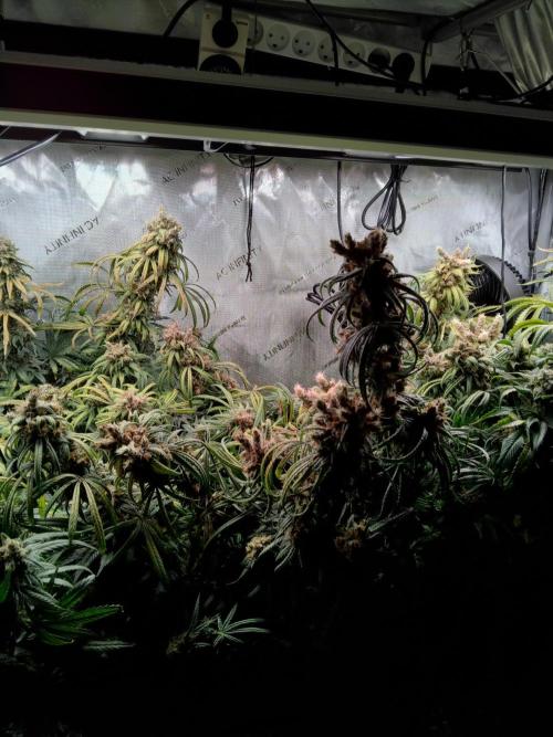 White Widow Seedsman Regular. Week 17