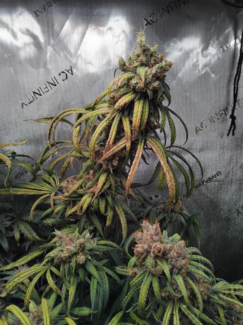 White Widow Seedsman Regular. Week 17