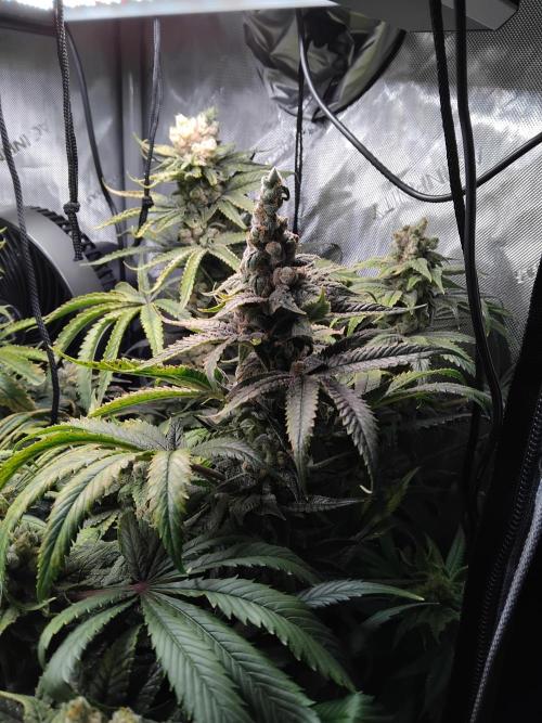 420 Fastbuds - Mystery plant from 5pack.. Week 15