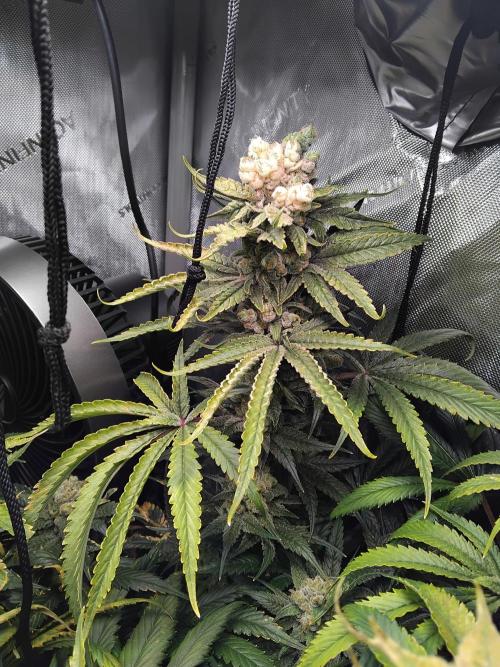 420 Fastbuds - Mystery plant from 5pack.. Week 15 - The biggest bud.