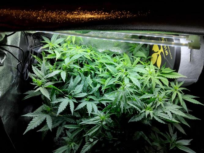 White Widow Regular. Week 9