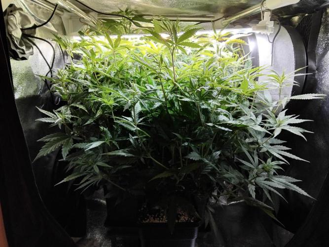 Seedsman White widow reg. female clone. Week 10 - Small propagator tent, plants hitting the ceiling.