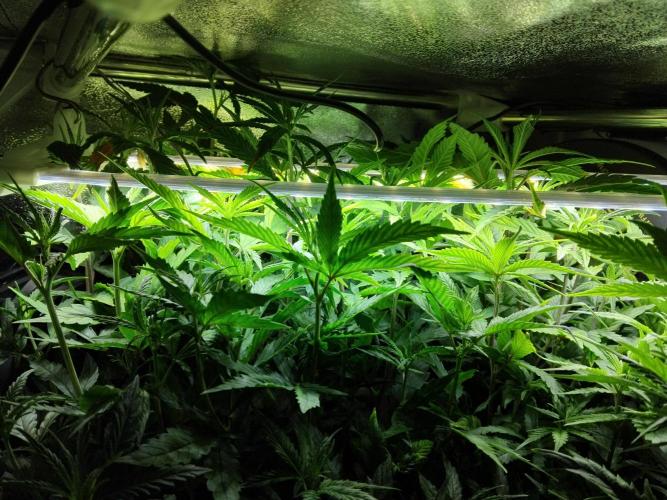 Seedsman White widow reg. female clone. Week 10 - Small propagator tent, plants hitting the ceiling.