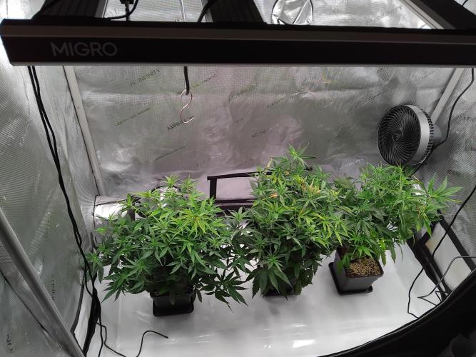 Seedsman White widow reg. female clone. Week 10 - Larger flowering tent.