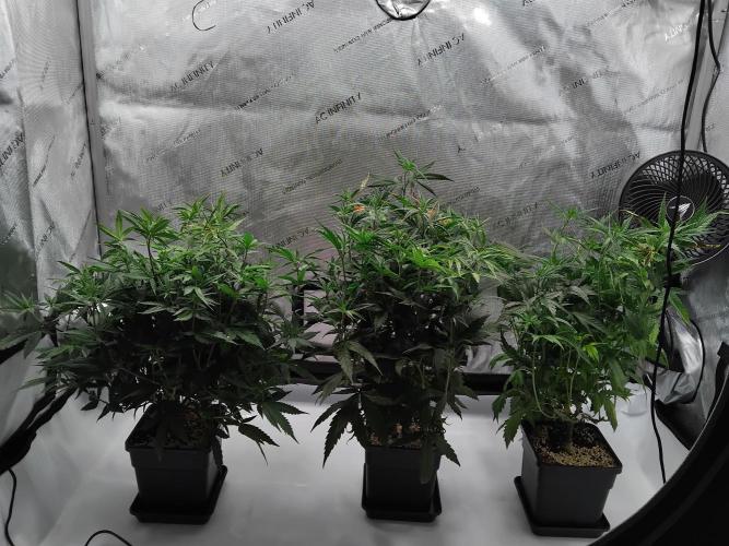 Seedsman White widow reg. female clone. Week 10 - Before transplant.